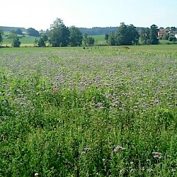 Blühwiesen im Landkreis Pfaffenhofen