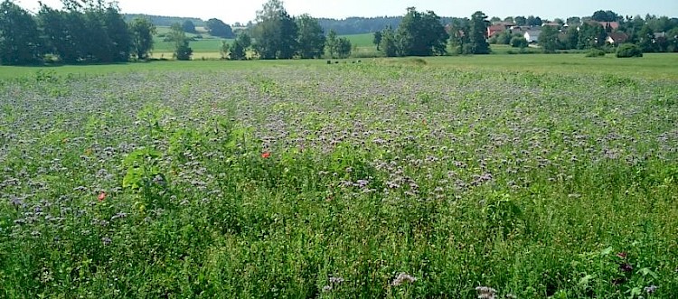 Blühwiesen im Landkreis Pfaffenhofen