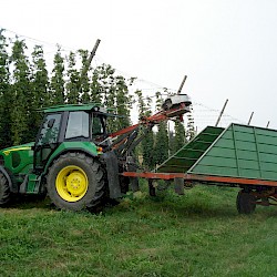 Hopfenernte im Ringgebiet des MR Ilmtal