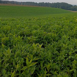 Einladung zur Bestandsbeurteilung der Zwischenfruchtaussaat mit Drohne