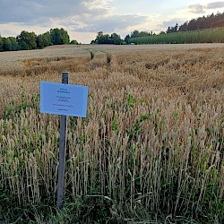 Zwischenfruchtmischungen im Vergleich