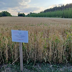 Drohnensaat mit Zwischenfrucht